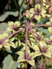 Asclepias elata