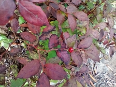 Vaccinium erythrocarpum