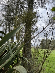 Coprosma tenuicaulis