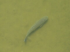 Ctenopharyngodon idella