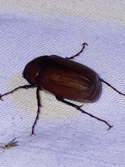 Phyllophaga