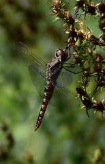 Pantala hymenaea