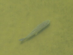 Ctenopharyngodon idella