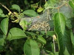 Yponomeuta cagnagella