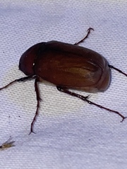 Phyllophaga