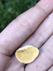 Crepidotus crocophyllus