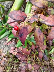Vaccinium erythrocarpum
