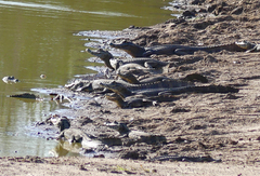 Caiman yacare