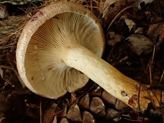 Lactarius uvidus