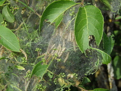 Yponomeuta cagnagella