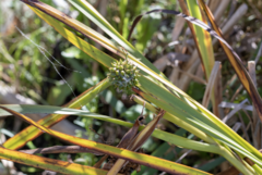 Sparganium eurycarpum