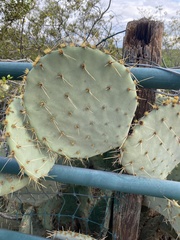 Cactaceae