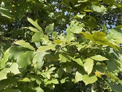 Carya texana