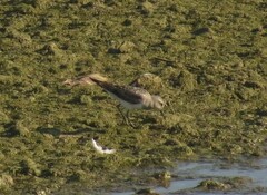 Calidris fuscicollis