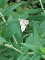 Phalaenophana pyramusalis