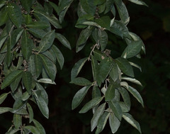 Ilex decidua