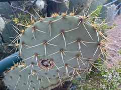 Cactaceae