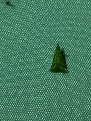 Microtheoris ophionalis