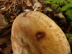 Lactarius uvidus