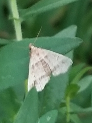 Phalaenophana pyramusalis