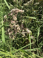 Eupatorium perfoliatum
