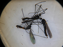 Gnophomyia tristissima