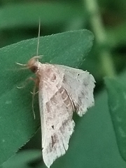 Phalaenophana pyramusalis