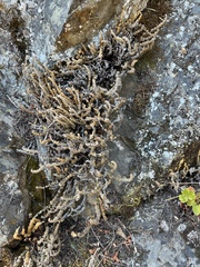 Myriopteris gracillima