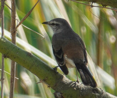 Mimus triurus