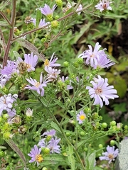 Symphyotrichum chilense