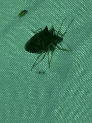 Carpocorini