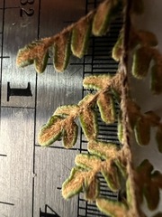 Myriopteris gracillima