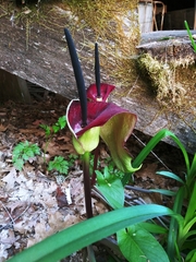 Arum palaestinum