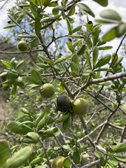Diospyros texana