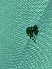 Cryptocephalus leucomelas