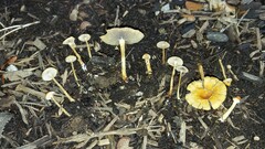 Hypholoma tuberosum