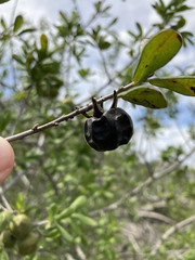 Diospyros texana