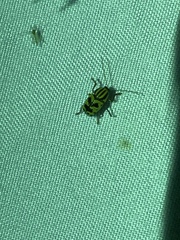 Cryptocephalus leucomelas