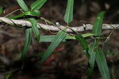 Leichhardtia coronata