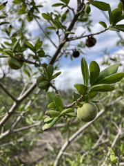 Diospyros texana