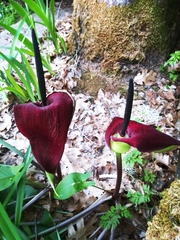 Arum palaestinum