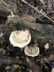 Trametes hirsuta