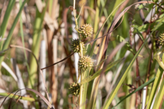Sparganium eurycarpum