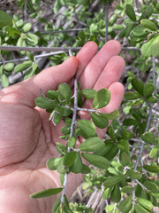 Diospyros texana