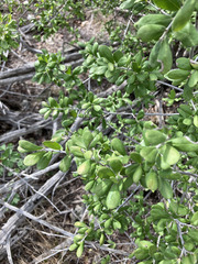 Diospyros texana