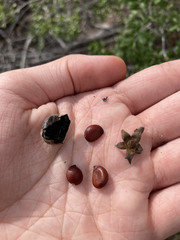 Diospyros texana