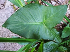 Arum palaestinum