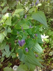 Gentianella quinquefolia