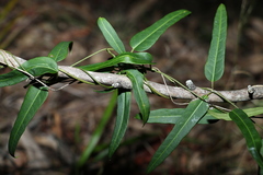 Leichhardtia coronata