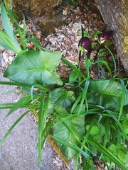 Arum palaestinum
